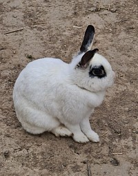Hase